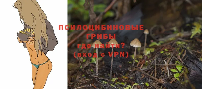 Галлюциногенные грибы Psilocybine cubensis  Ессентуки 